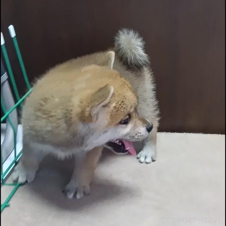 販売中の茨城県の柴犬-395681の3枚目